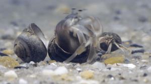 a hermit crab moving into a new shell